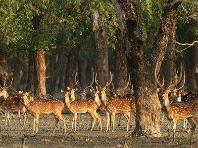 Sundarbans